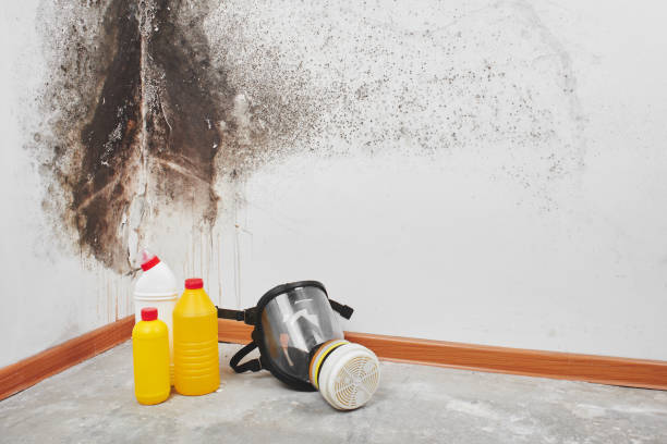 Best Residential Mold Removal  in Delaware, OH