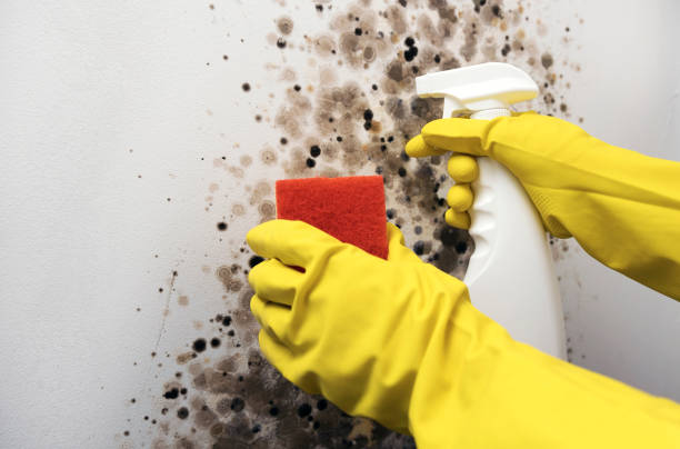Home Mold Removal in Delaware, OH